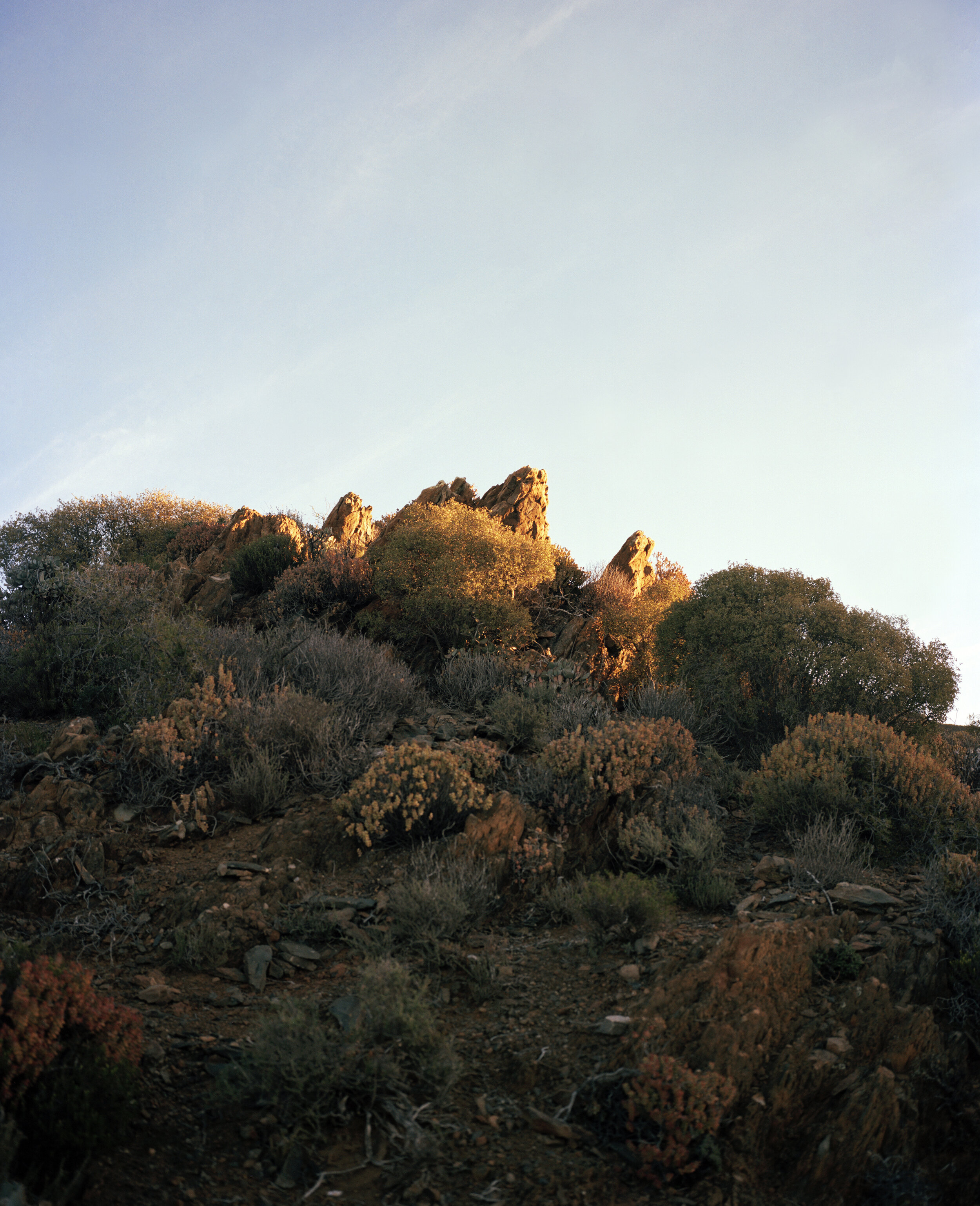 Koppies are small hills - often cultivating a very specific combination of plants - facilitating a micro eco-system by giving shade and shelter for all kinds of creatures - often resulting in a very different appearance and make up to the surroundin…