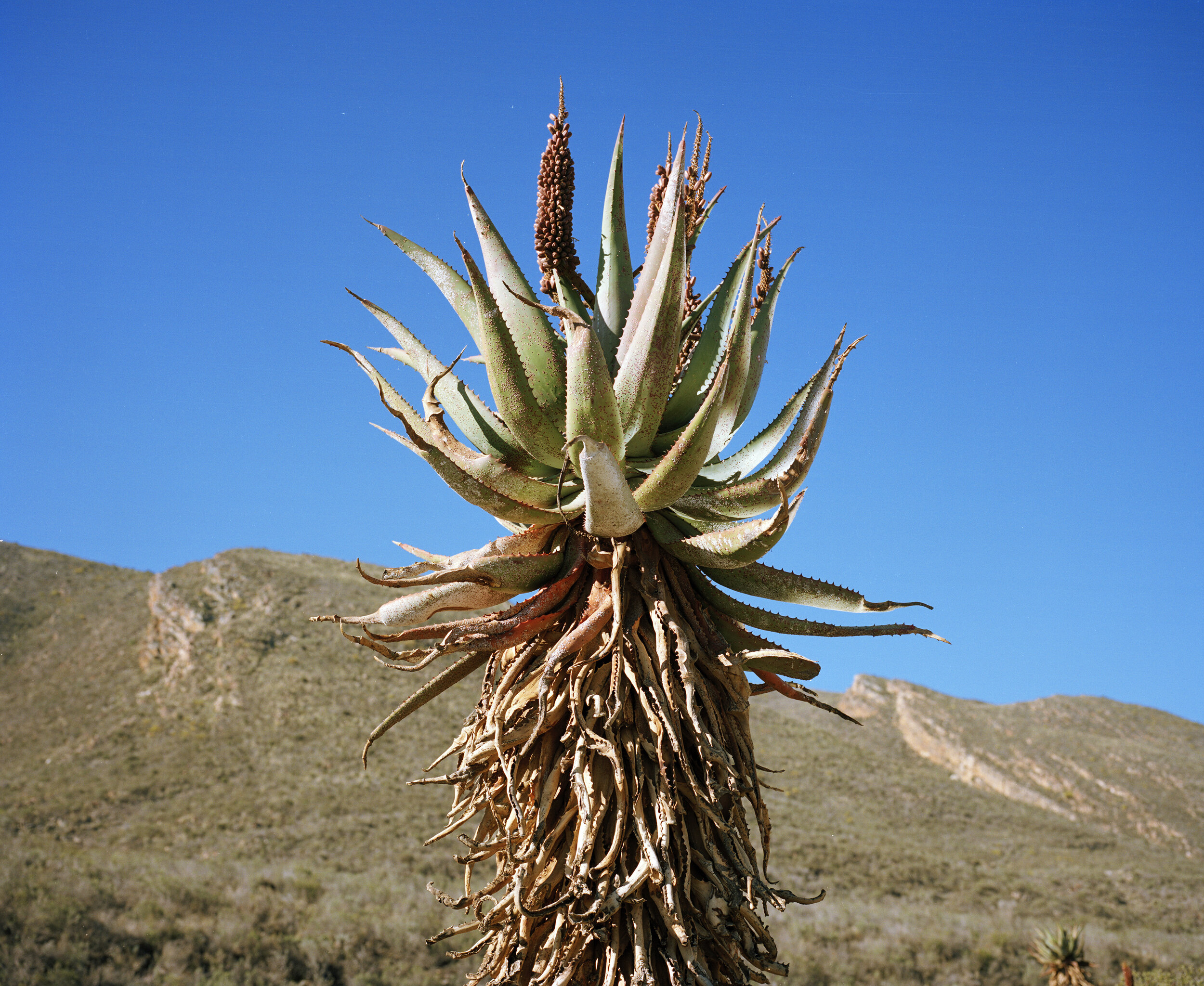 ALOE, GAMKASKLOOF,WESTERN CAPE_SS00-03.jpg