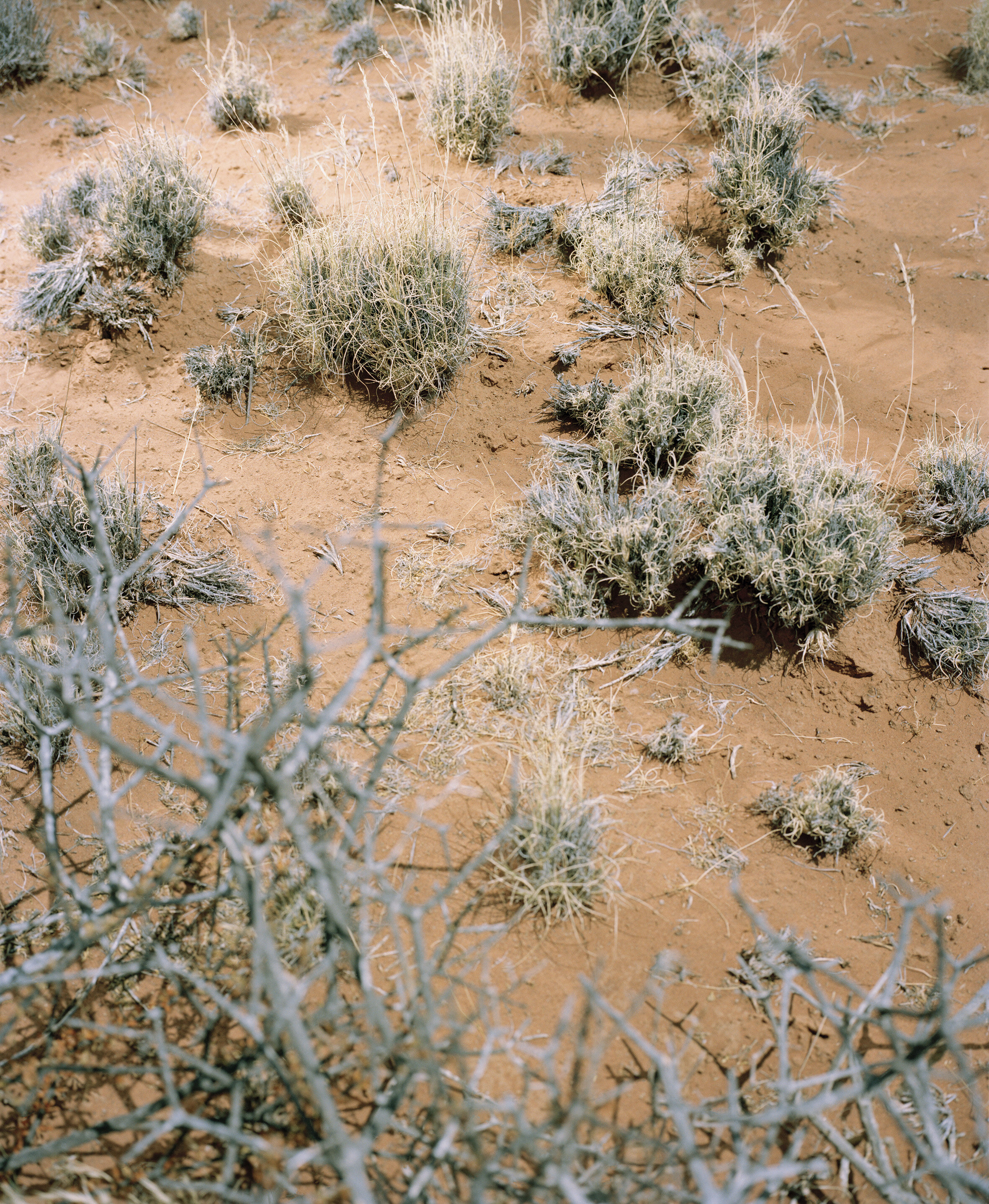 STIPAGROSTIS OBTUSA (DELILE) NEES # 3, BETWEEN CALVINIA AND WILINSTON, NORTHERN CAPE_6472-04.jpg