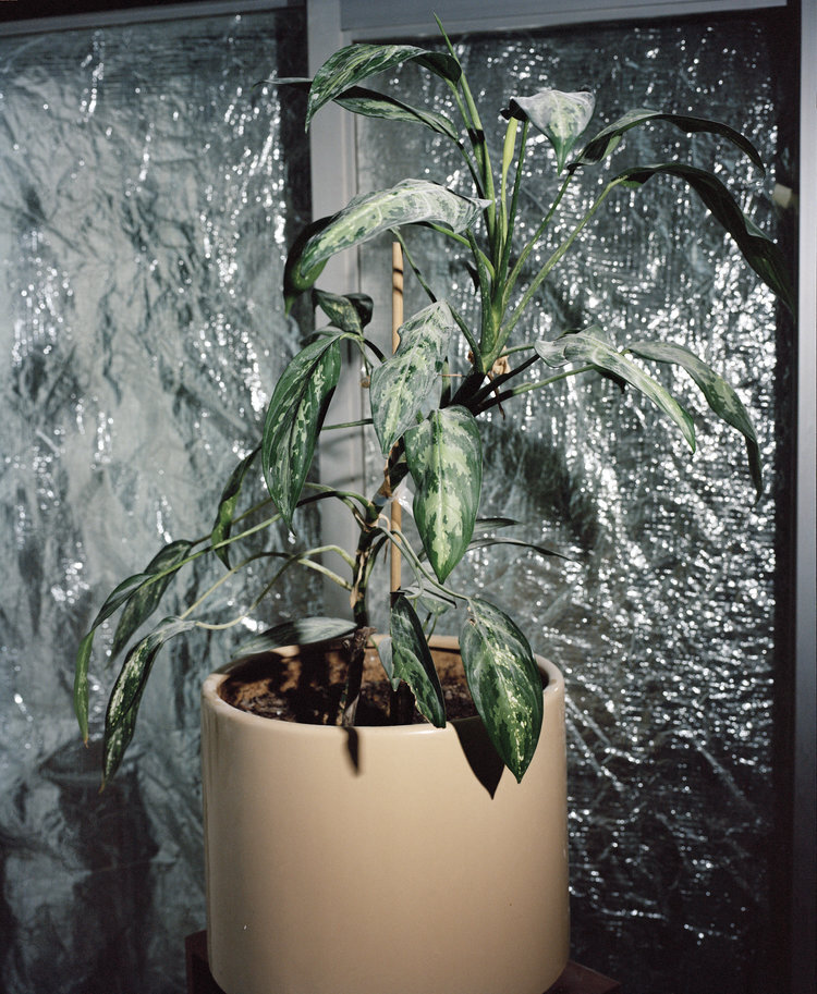 EVA STELLARIS PLANT (FROM "SWART STER OOR DIE KAROO, JAN RABIE 1980), ITHEMBA LABS, CAPE TOWN